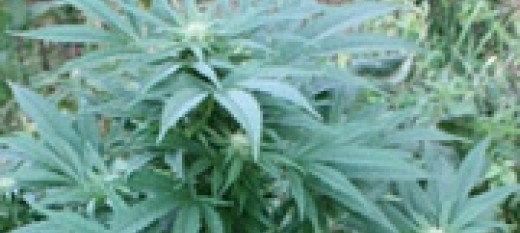 Borzęta: Zatrzymany 18-latek z suszem marihuany