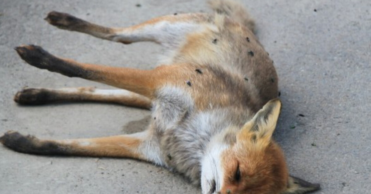Skrzynka: Znaleziono martwego lisa. Miał wściekliznę. Trzymajcie zwierzęta domowe pod kluczem