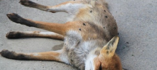 Skrzynka: Znaleziono martwego lisa. Miał wściekliznę. Trzymajcie zwierzęta domowe pod kluczem