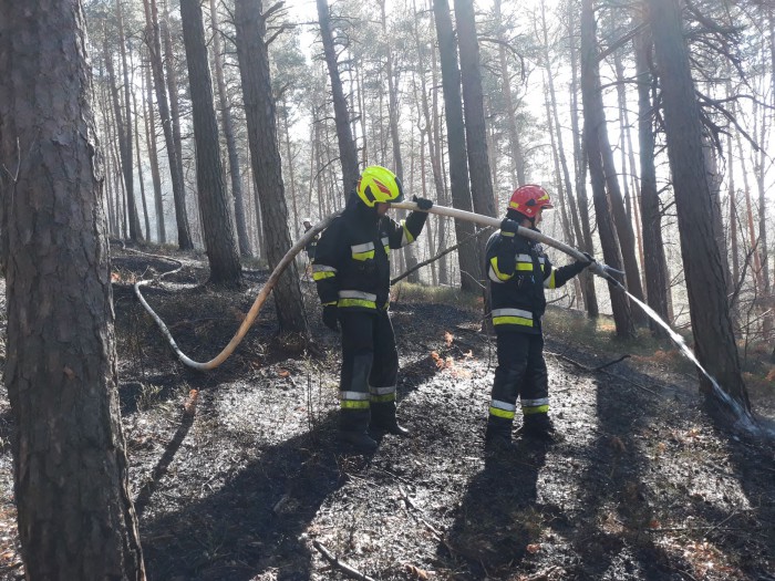 FOTO: Ogień z pól, łąk i nieużytków często zagraża nie tylko okolicznym zabudowaniom, ale również lasom