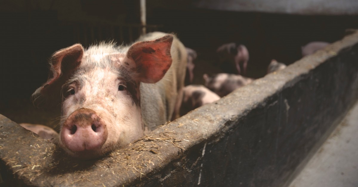 Afrykański pomór świń dotarł do Małopolski. Czy hodowcy w powiecie myślenickim powinni czuć się zagrożeni?