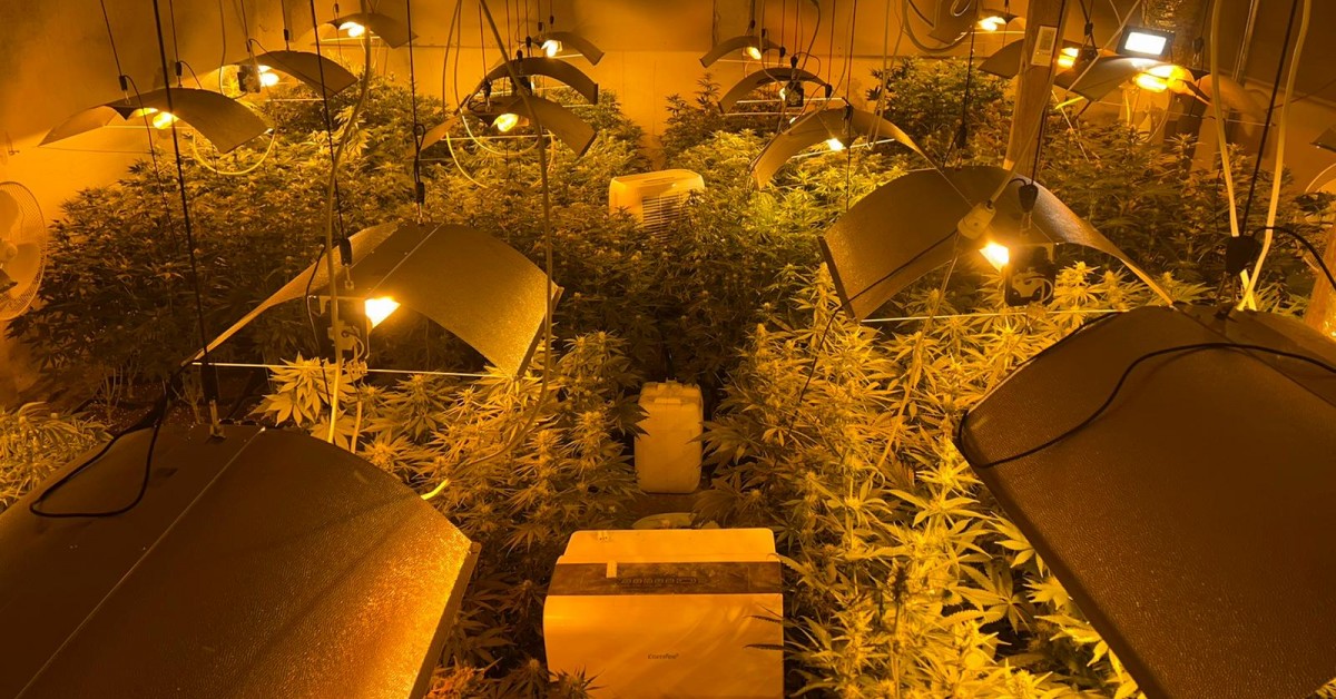 Zlikwidowana plantacja marihuany. Policjanci zabezpieczyli 373 krzewy konopi i ponad 4 kg suszu