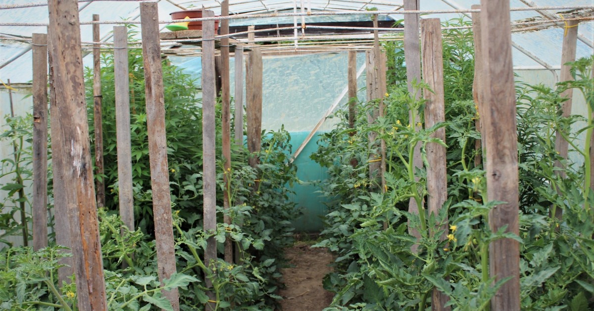 Zasadzili konopie w szklarni między pomidorami. Ojciec i syn mieli w domu 2 kilogramy suszu