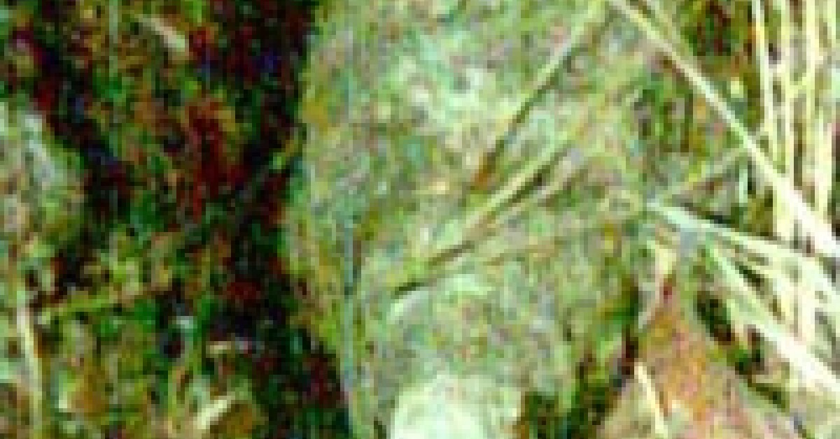 Osieczany: Granat z II wojny światowej znaleziony w lesie