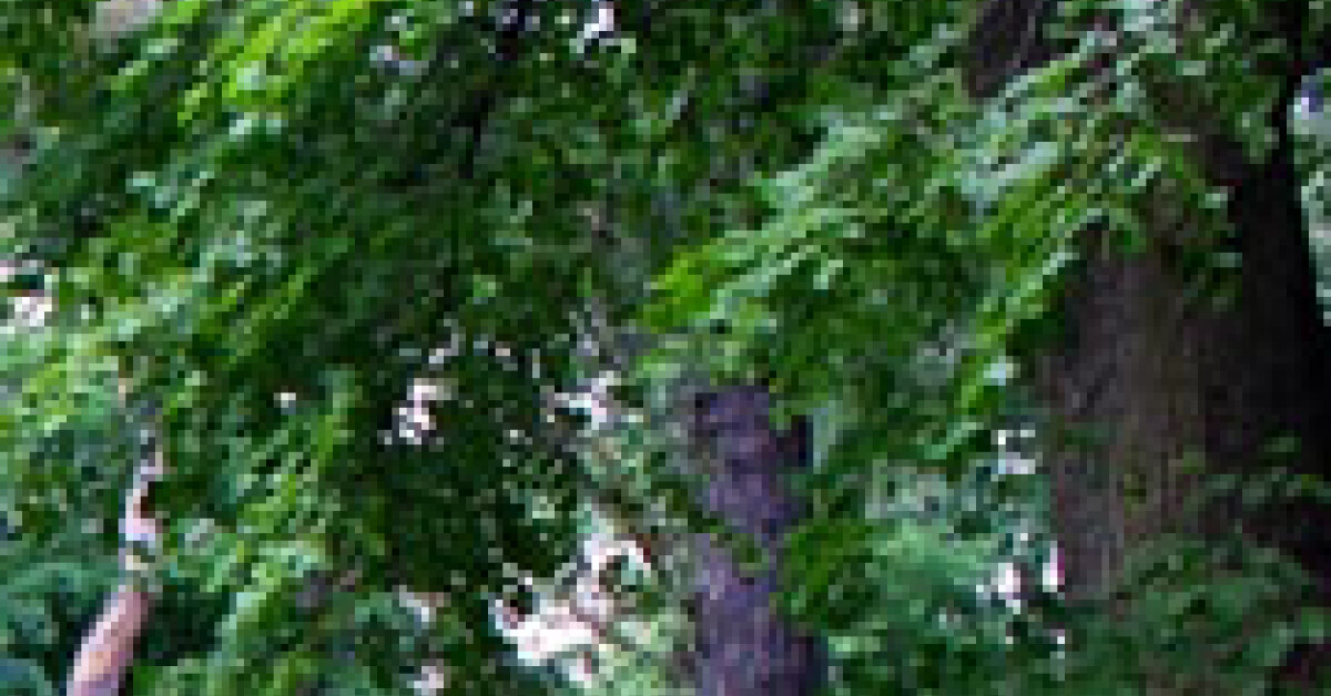 Bęczarka: Spadł z drzewa, umarł na stole operacyjnym