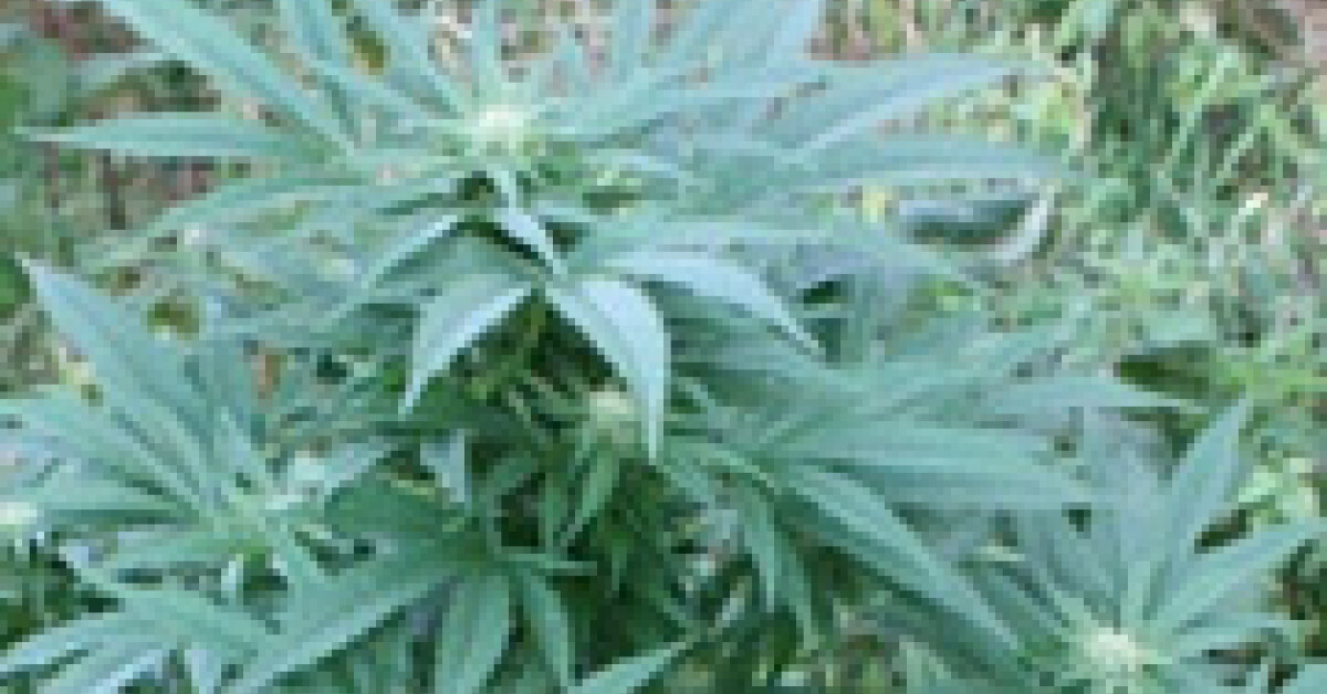 Borzęta: Zatrzymany 18-latek z suszem marihuany