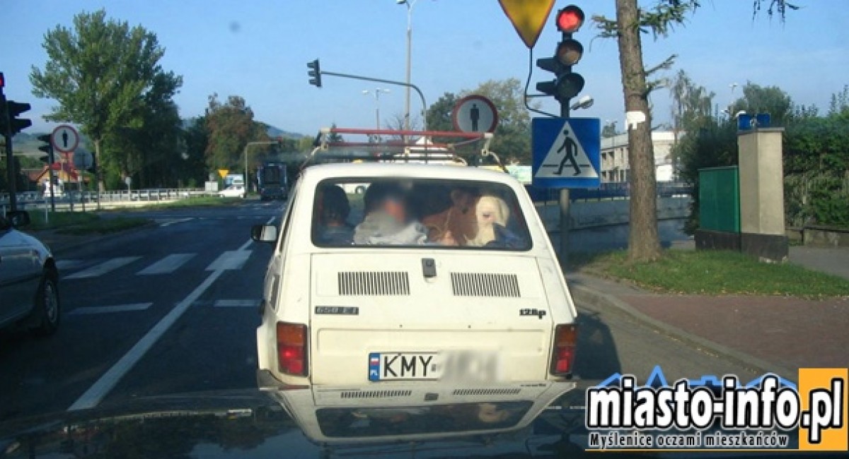 Myślenice: Była krowa w "maluchu",a teraz bydło wozimy w...