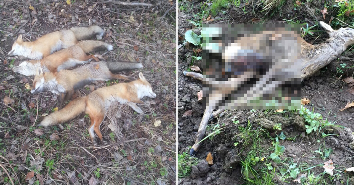 ALARMUJECIE: Okolice lasów w Krzyszkowicach pełne martwych zwierząt 