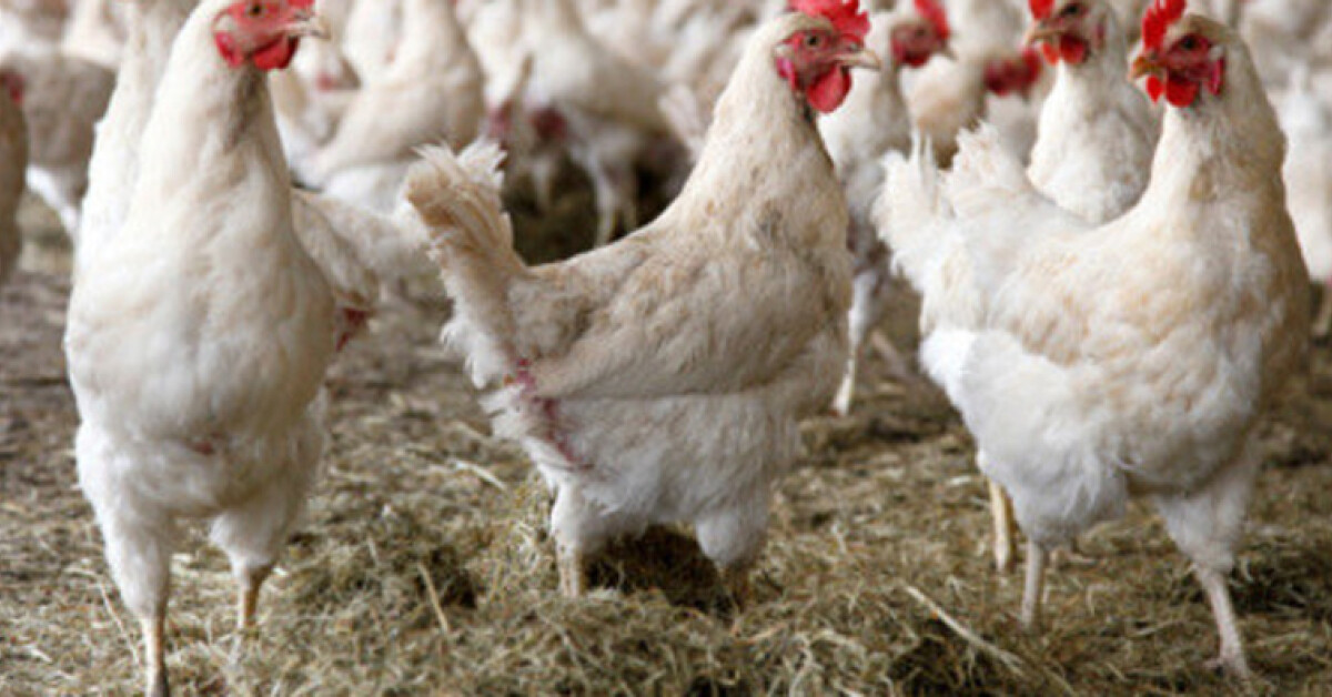 Krzywaczka: Potwierdzono wirusa ptasiej grypy H5N8