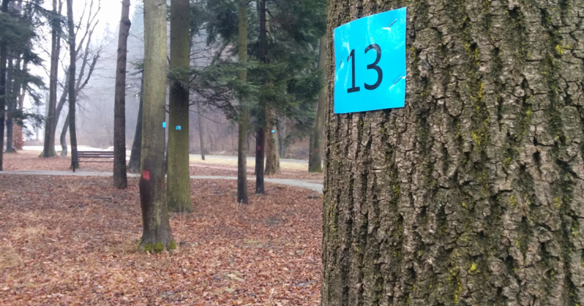 ALARMUJECIE: Drzewa w "Małpim Gaju" oznaczone numerami. Czeka je wycinka?
