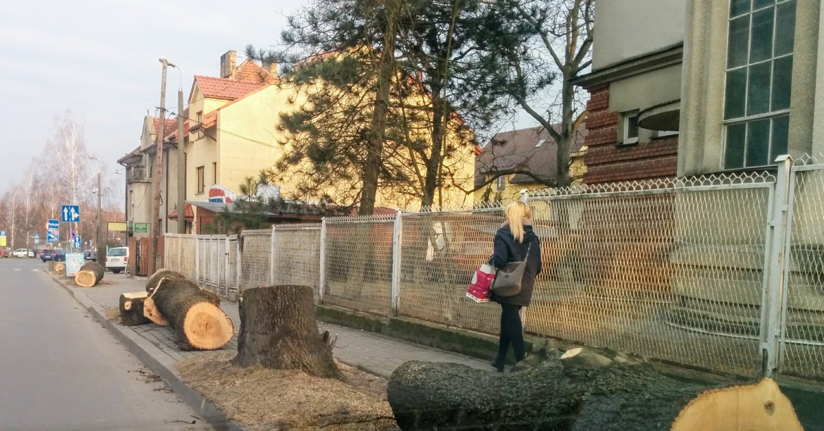 Myślenice: Wycięte drzewa przy ul. Słowackiego