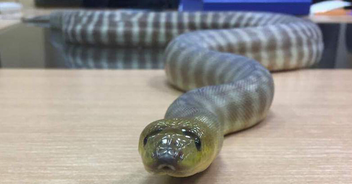 Węże: Jak rozpoznawać najbardziej popularne gatunki?