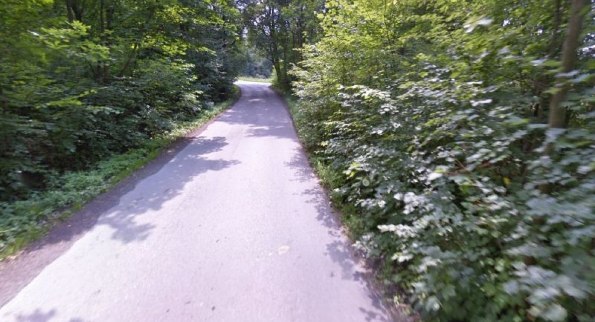 Burmistrz apeluje do właścicieli o pielęgnację drzew rosnących przy drogach