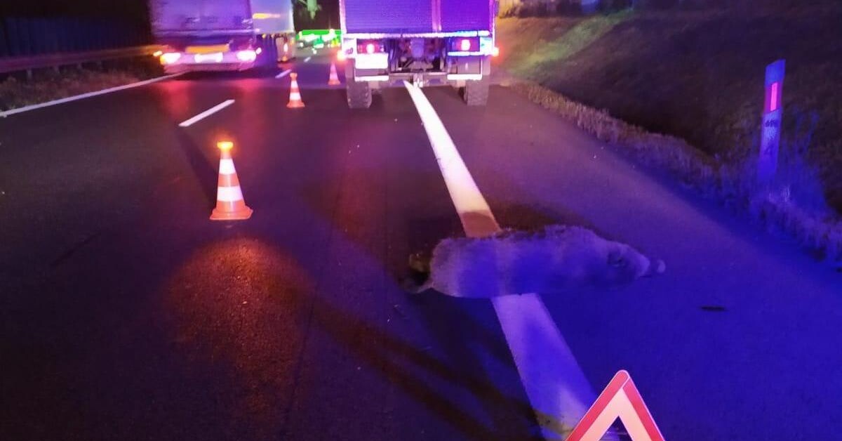 Dziki na „zakopiance”, paralotniarz na drzewie i kolizja pod estakadą