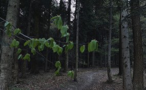 Kolejna próba samobójcza. Mężczyzna zranił się i uciekł do lasu