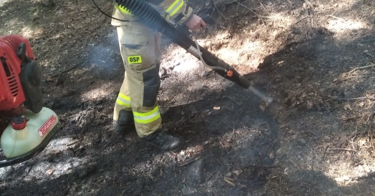 Ogień zobaczyła w ostatniej chwili. Spacerowiczka uratowała las przed pożarem