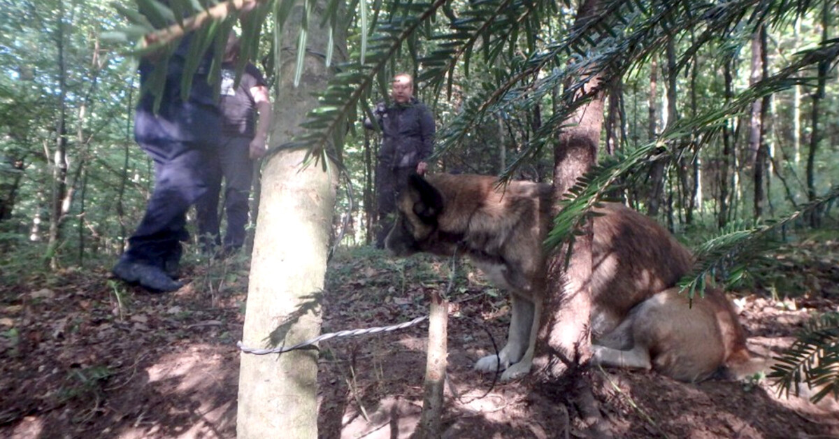 Ktoś zostawił w lesie psa przywiązanego do drzewa. Interweniowała straż miejska