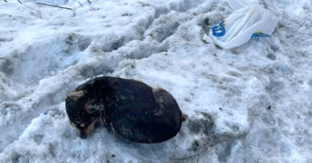 Martwy pies w worku przy ul. Kalinowej w Sieprawiu. Policja szuka sprawcy