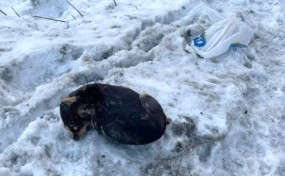 Martwy pies w worku przy ul. Kalinowej w Sieprawiu. Policja szuka sprawcy