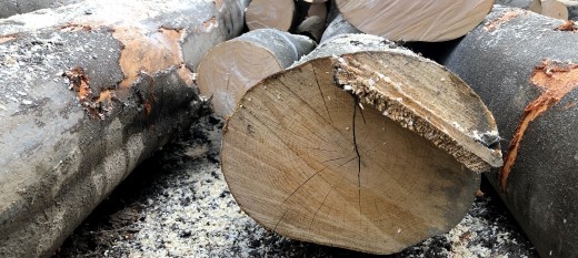 Wytną połowę lasów na Chełmie i Uklejnie? Internauci alarmują, nadleśnictwo wyjaśnia