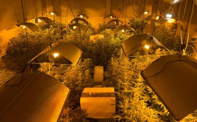 Zlikwidowana plantacja marihuany. Policjanci zabezpieczyli 373 krzewy konopi i ponad 4 kg suszu