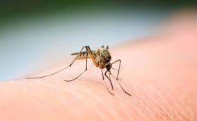 Jak chronić się przed komarami i kleszczami?