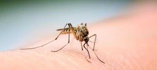 Jak chronić się przed komarami i kleszczami?