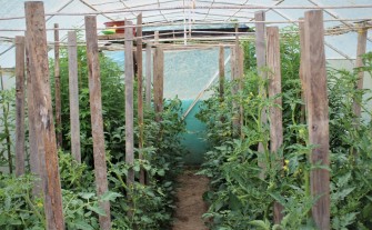 Zasadzili konopie w szklarni między pomidorami. Ojciec i syn mieli w domu 2 kilogramy suszu
