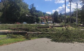 Alarmujecie: W Myślenicach wycięto kolejne drzewa. Tym razem na Zarabiu