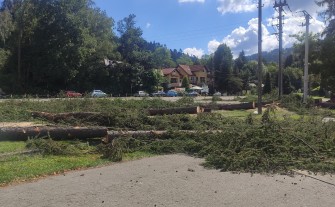 Alarmujecie: W Myślenicach wycięto kolejne drzewa. Tym razem na Zarabiu