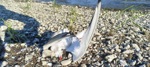 Droginia. Martwe rybitwy znalezione przy zalewie dobczyckim miały ptasią grypę. Co teraz?