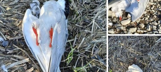 Droginia. Martwe ptaki nad brzegiem zbiornika dobczyckiego zakażone ptasią grypą