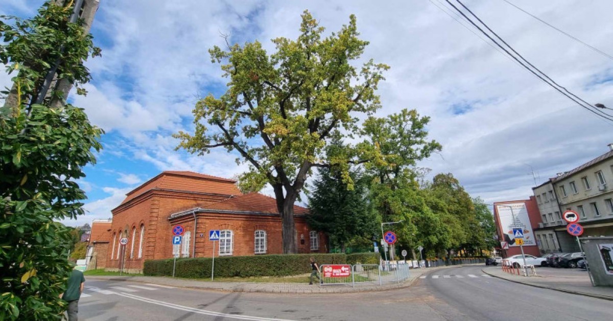 Myślenice. Oto "Dąb Niepodległości". Stuletnie drzewo zostało pomnikiem przyrody