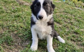 Border collie - szczeniaki