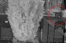 Jawornik. Niedźwiedź spaceruje po ulicy między domami. Wszystko nagrała kamera