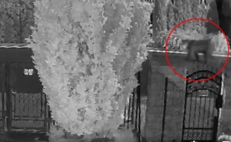 Jawornik. Niedźwiedź spaceruje po ulicy między domami. Wszystko nagrała kamera