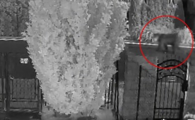 Jawornik. Niedźwiedź spaceruje po ulicy między domami. Wszystko nagrała kamera