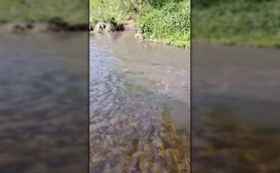 Przyjaciele Raby alarmują! „W Gdowie doszło do zanieczyszczenia rzeki”