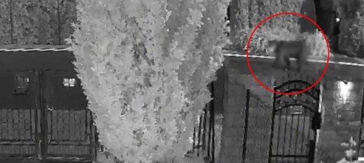 Jawornik. Niedźwiedź spaceruje po ulicy między domami. Wszystko nagrała kamera