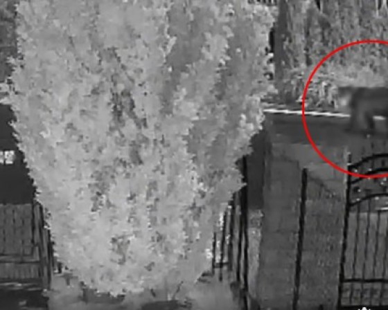 Jawornik. Niedźwiedź spaceruje po ulicy między domami. Wszystko nagrała kamera