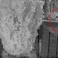 Jawornik. Niedźwiedź spaceruje po ulicy między domami. Wszystko nagrała kamera
