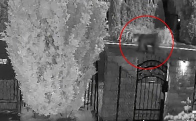 Jawornik. Niedźwiedź spaceruje po ulicy między domami. Wszystko nagrała kamera