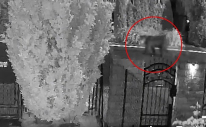 Jawornik. Niedźwiedź spaceruje po ulicy między domami. Wszystko nagrała kamera