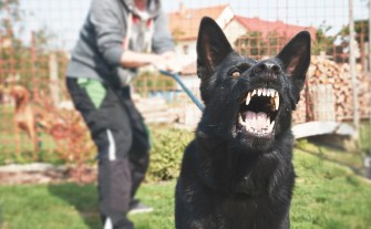 Myślenice. Przyszła z dziećmi na mecz. Zaatakował ich pies z sąsiedniego schroniska