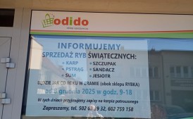 Świąteczna sprzedaż ryb (obok sklepu Rybka, ul. Ogrodowa) - Zapisy!