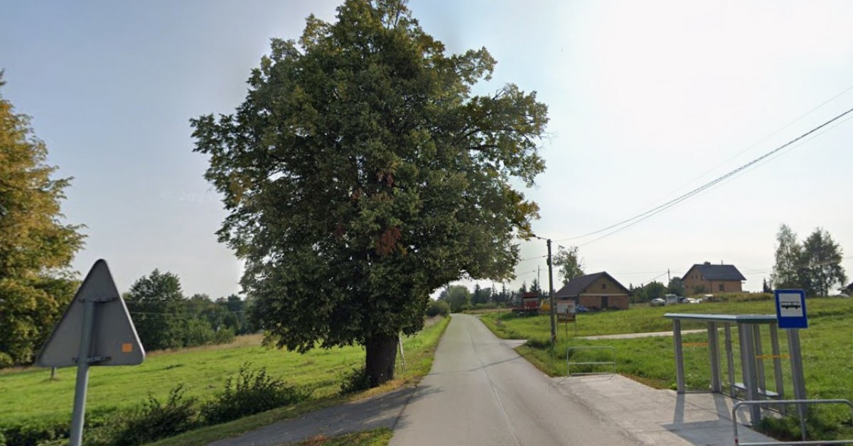 Lipa w Bęczarce nowym pomnikiem przyrody