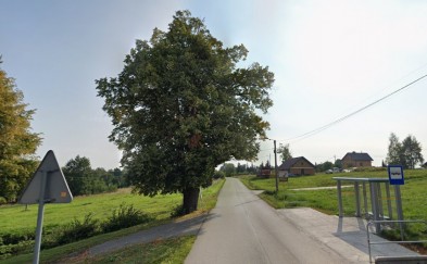 Lipa w Bęczarce nowym pomnikiem przyrody