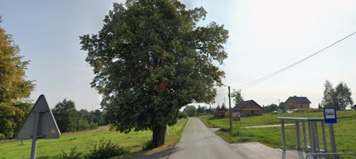 Lipa w Bęczarce nowym pomnikiem przyrody