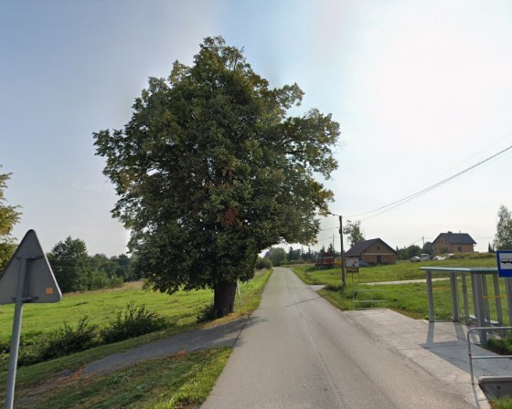Lipa w Bęczarce nowym pomnikiem przyrody