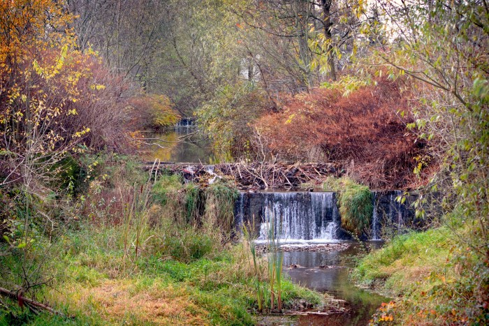 Pierwsze doniesienia o bobrach na Górnym Przedmieściu pojawiły się jesienią. fot. fb.com-Miasto i Gmina Myślenice